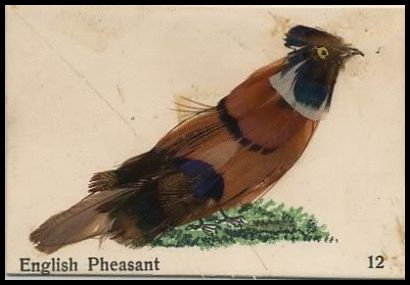 12 English Pheasant